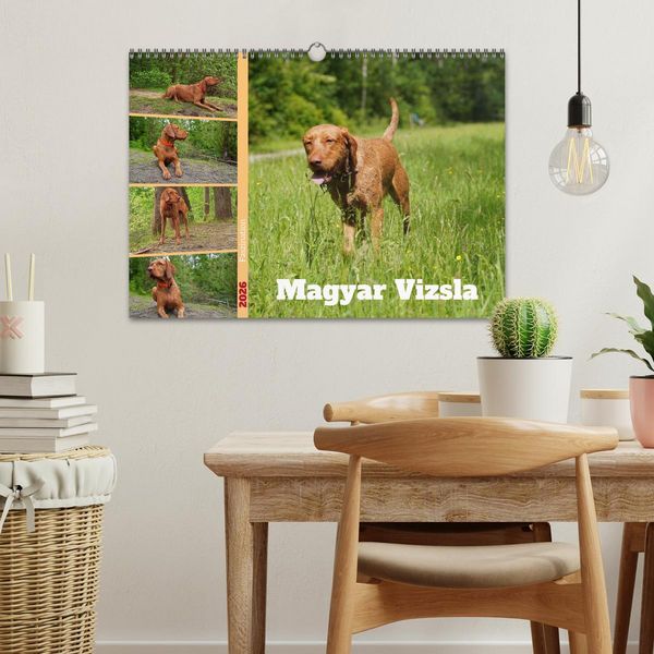 Produktbild: Faszination Magyar Vizsla (Wandkalender 2026 DIN A3 quer), CALVENDO Monatskalender