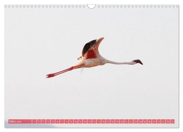 Produktbild: Flamingos am Lake Bogoria - Kenia (Wandkalender 2026 DIN A3 quer), CALVENDO Monatskalender
