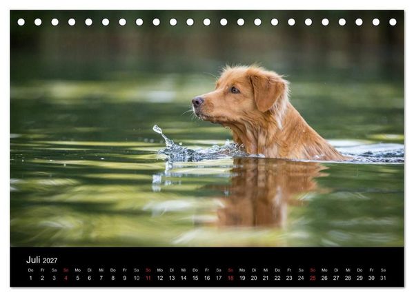 Produktbild: Toller - Nova Scotia Duck Tolling Retriever (Tischkalender 2027 DIN A5 quer), CALVENDO Monatskalender