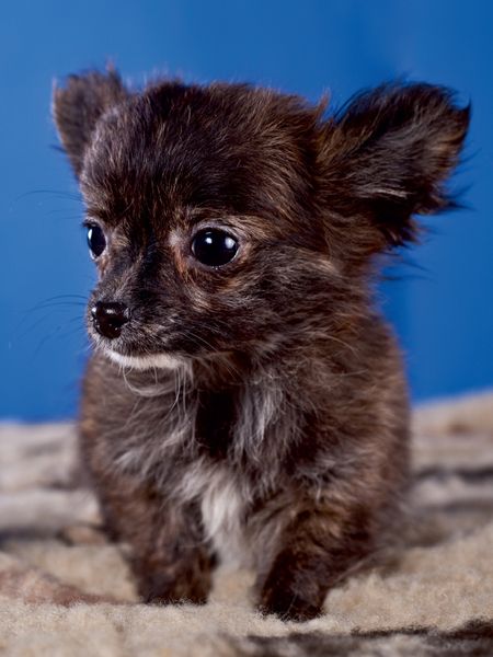 Produktbild: CALVENDO Puzzle Chihuahua Welpen 1000 Teile Lege-Gr&ouml;&szlig;e 48 x 64 cm Foto-Puzzle Bild von Gabriela Wejat-Zaretzke