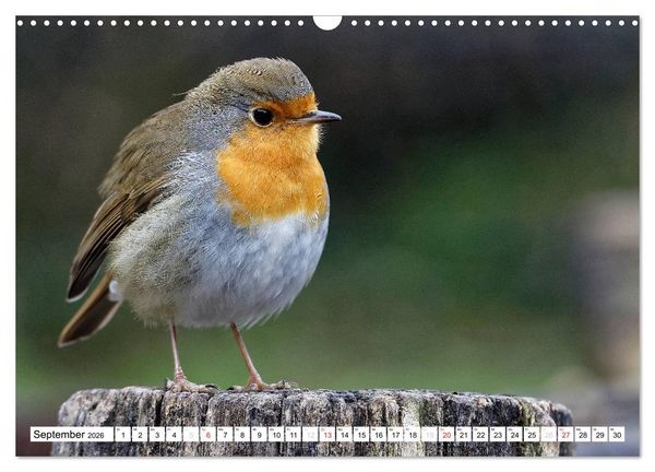 Produktbild: Heimische Gartenv&ouml;gel (Wandkalender 2026 DIN A3 quer), CALVENDO Monatskalender