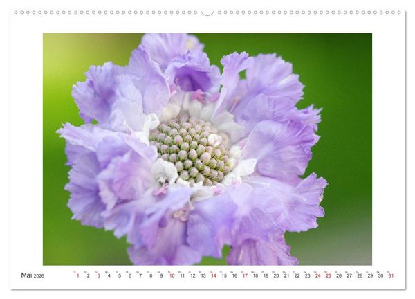 Produktbild: Bl&uuml;ten eines Sommers (hochwertiger Premium Wandkalender 2026 DIN A2 quer), Kunstdruck in Hochglanz
