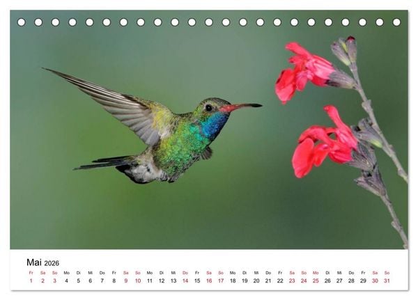 Produktbild: Kolibris - Juwelen der L&uuml;fte (Tischkalender 2026 DIN A5 quer), CALVENDO Monatskalender