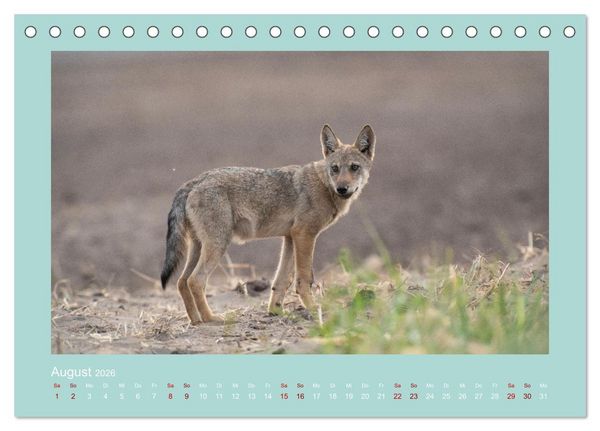 Produktbild: W&ouml;lfe, Impressionen aus der Lausitz (Tischkalender 2026 DIN A5 quer), CALVENDO Monatskalender