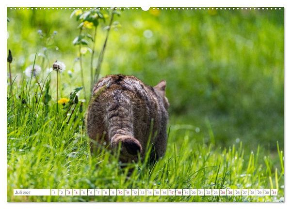 Produktbild: Wildkatzen - die anmutigsten Raubiere in Europa. (Wandkalender 2027 DIN A2 quer), CALVENDO Monatskalender