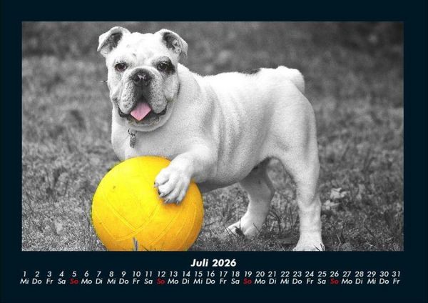Produktbild: Der Hundekalender 2026 Fotokalender DIN A4