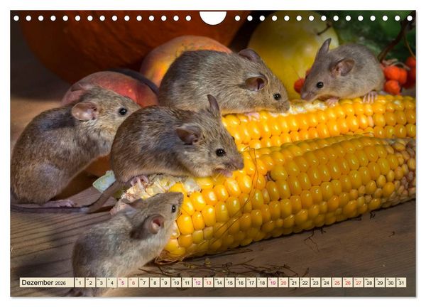 Produktbild: Kleiner Nager - Maus (Wandkalender 2026 DIN A4 quer), CALVENDO Monatskalender