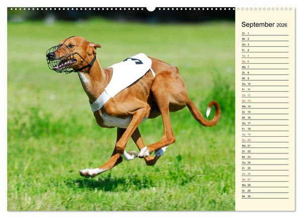 Produktbild: Windhund der W&uuml;ste - Der Azawakh (hochwertiger Premium Wandkalender 2026 DIN A2 quer), Kunstdruck in Hochglanz