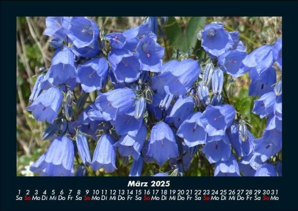Produktbild: Blumentr&auml;ume 2025 Fotokalender DIN A5