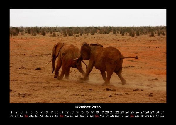 Produktbild: Elefanten 2026 Fotokalender DIN A3
