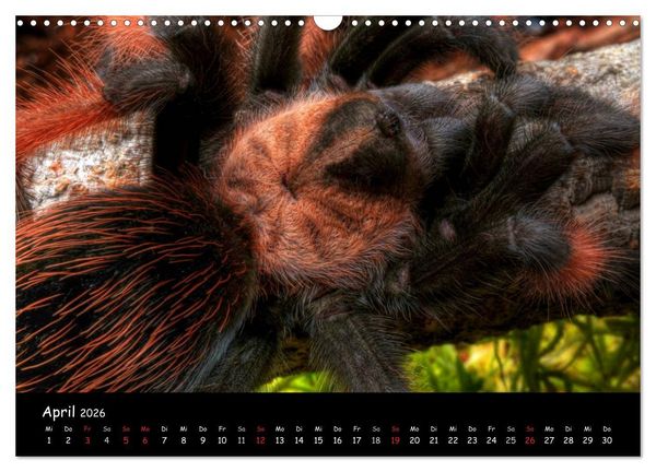 Produktbild: Mystische Vogelspinnen (Wandkalender 2026 DIN A3 quer), CALVENDO Monatskalender