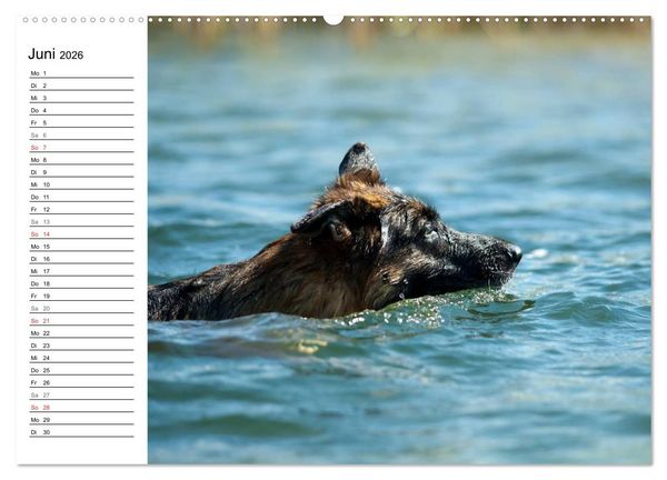 Produktbild: Deutsche Sch&auml;ferhunde - Senioren auf vier Pfoten (hochwertiger Premium Wandkalender 2026 DIN A2 quer), Kunstdruck in Hochglanz