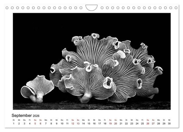 Produktbild: Die grafische Sch&ouml;nheit der Pflanzen &ndash; Schwarz-Wei&szlig; (Wandkalender 2026 DIN A4 quer), CALVENDO Monatskalender