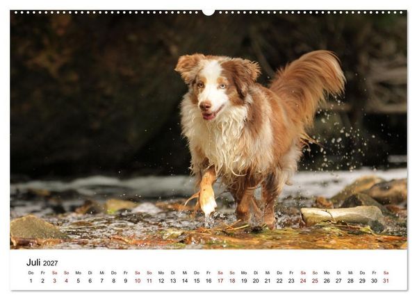 Produktbild: Australian Shepherd - Treue Blicke, wilde Herzen (hochwertiger Premium Wandkalender 2027 DIN A2 quer), Kunstdruck in Hochglanz