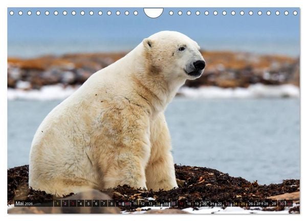 Produktbild: AN DER HUDSON BAY (Wandkalender 2026 DIN A4 quer), CALVENDO Monatskalender