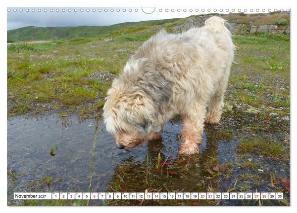 Produktbild: Tibet-Terrier - Eine Hunderasse mit Charakter (Wandkalender 2027 DIN A3 quer), CALVENDO Monatskalender