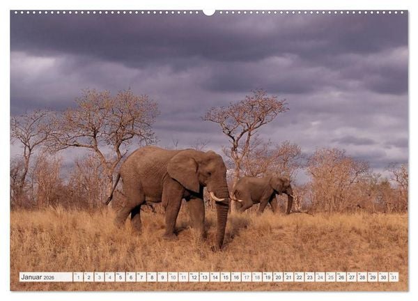 Produktbild: S&uuml;dafrika / Landschaften & Tiere / Christian Heeb (hochwertiger Premium Wandkalender 2026 DIN A2 quer), Kunstdruck in Hochglanz
