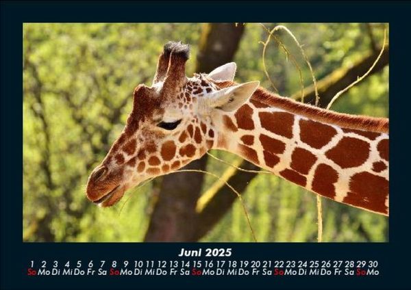Produktbild: Giraffen 2025 Fotokalender DIN A5