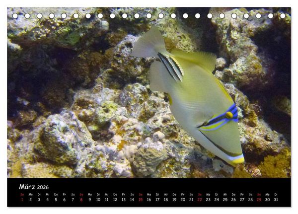 Produktbild: Rotes Meer - Unterwasserimpressionen (Tischkalender 2026 DIN A5 quer), CALVENDO Monatskalender
