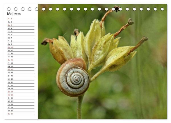 Produktbild: Der Schneckenkalender (Tischkalender 2026 DIN A5 quer), CALVENDO Monatskalender