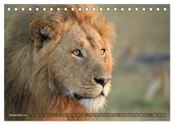 Produktbild: L&ouml;wen und Leoparden - Begegnungen in Afrika (Tischkalender 2026 DIN A5 quer), CALVENDO Monatskalender