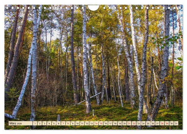 Produktbild: Herbst im Schwenninger Moos (Wandkalender 2026 DIN A4 quer), CALVENDO Monatskalender