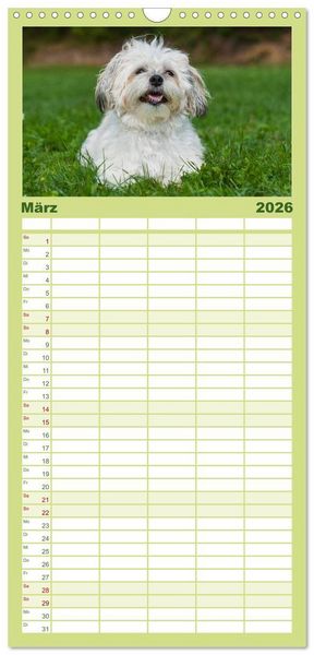 Produktbild: Familienplaner 2026 - Kobolde auf 4 Pfoten - Bolonka Zwetna mit 5 Spalten (Wandkalender, 21 x 45 cm) CALVENDO