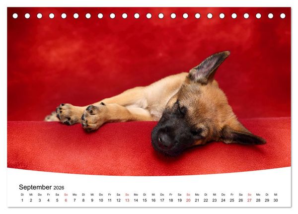 Produktbild: S&uuml;&szlig;e Tr&auml;ume 2026 - schlafende Hundewelpen (Tischkalender 2026 DIN A5 quer), CALVENDO Monatskalender