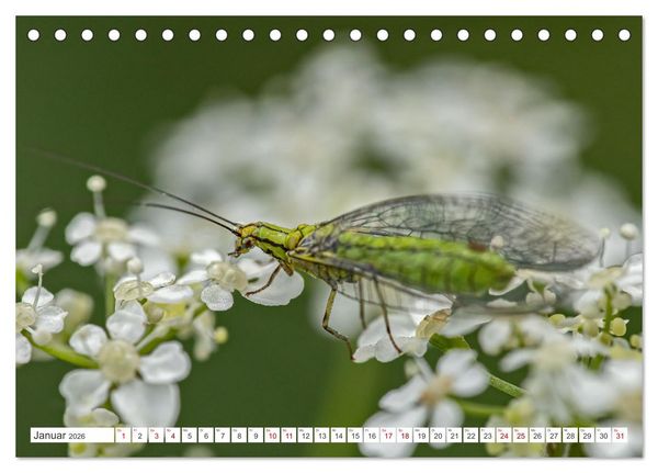 Produktbild: Ungeliebte Sch&ouml;nheiten - die faszinierende Welt unserer heimischen Fliegen (Tischkalender 2026 DIN A5 quer), CALVENDO Monatskalender