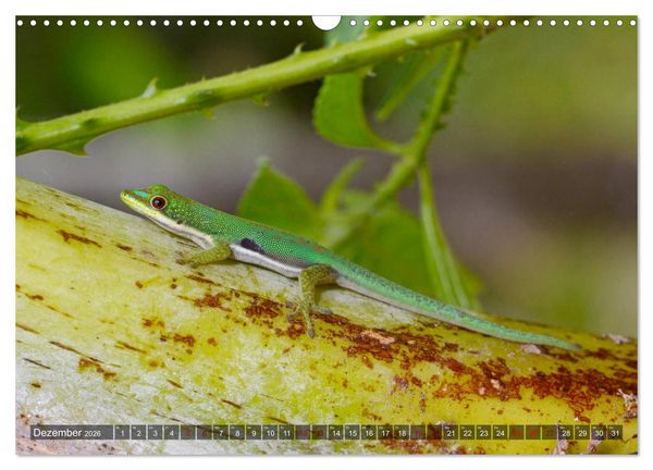 Produktbild: Reptilien auf Madagaskar (Wandkalender 2026 DIN A3 quer), CALVENDO Monatskalender