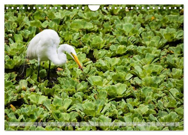 Produktbild: Florida. Sonne und Meer (Wandkalender 2026 DIN A4 quer), CALVENDO Monatskalender