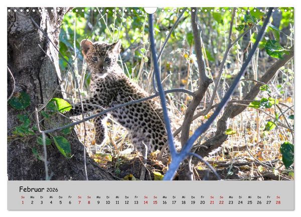 Produktbild: Leoparden - gro&szlig; und klein (Wandkalender 2026 DIN A3 quer), CALVENDO Monatskalender