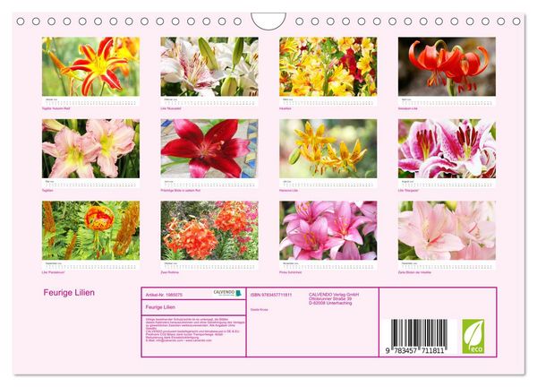 Produktbild: Feurige Lilien (Wandkalender 2026 DIN A4 quer), CALVENDO Monatskalender