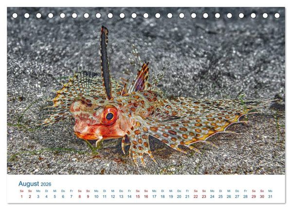 Produktbild: Die Farben im Meer (Tischkalender 2026 DIN A5 quer), CALVENDO Monatskalender