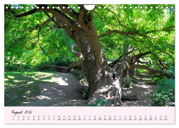 Produktbild: Wald und Baum 2026 (Wandkalender 2026 DIN A4 quer), CALVENDO Monatskalender