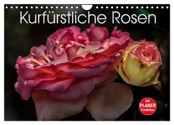 Produktbild: Kurf&uuml;rstliche Rosen Eltville am Rhein (Wandkalender 2026 DIN A4 quer), CALVENDO Monatskalender