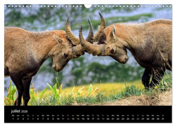 Produktbild: Bouquetins des Alpes (Calendrier mural 2026 DIN A3 vertical), CALVENDO calendrier mensuel