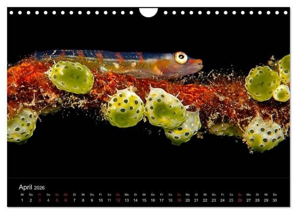 Produktbild: Faszination Makro Unterwasser (Wandkalender 2026 DIN A4 quer), CALVENDO Monatskalender