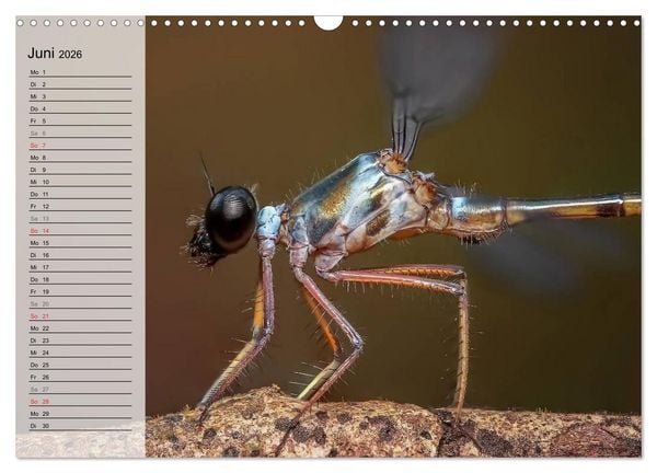 Produktbild: Die geheimnisvolle Welt der Insekten (Wandkalender 2026 DIN A3 quer), CALVENDO Monatskalender