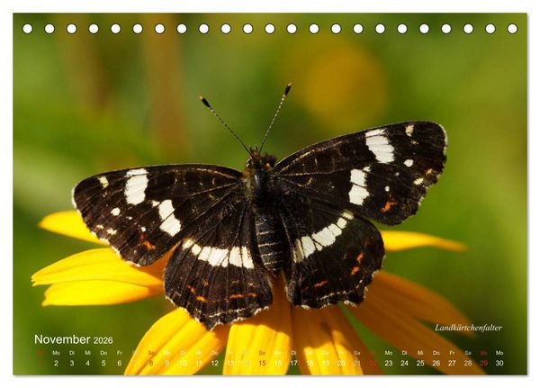 Produktbild: Gro&szlig;e und kleine Schmetterlinge (Tischkalender 2026 DIN A5 quer), CALVENDO Monatskalender