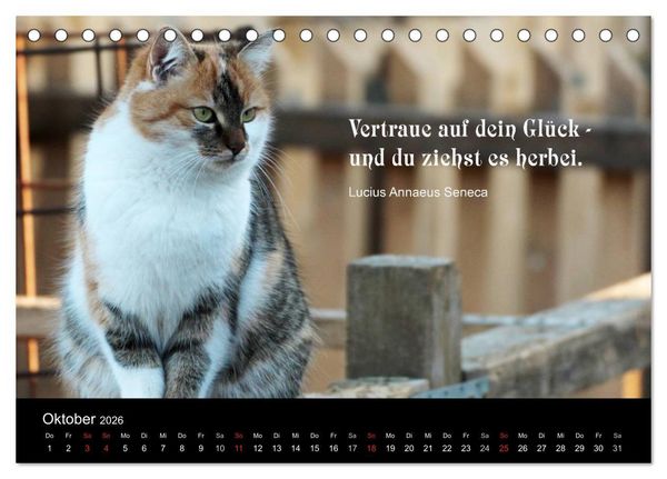 Produktbild: Gl&uuml;ckskatze - Mit Zitaten zum Thema Gl&uuml;ck (Tischkalender 2026 DIN A5 quer), CALVENDO Monatskalender