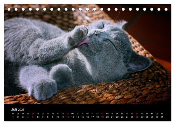 Produktbild: B&auml;rige Schmusetiger - Britisch Kurzhaar / CH-Version (Tischkalender 2026 DIN A5 quer), CALVENDO Monatskalender