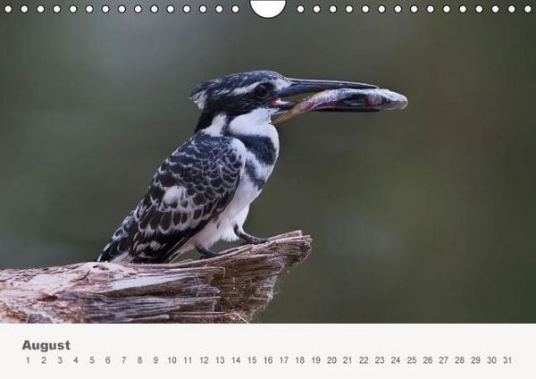 Produktbild: Faszination Ostafrika - Tierwelt und Natur aus Kenia und Tansania (Wandkalender immerw&auml;hrend DIN A4 quer)