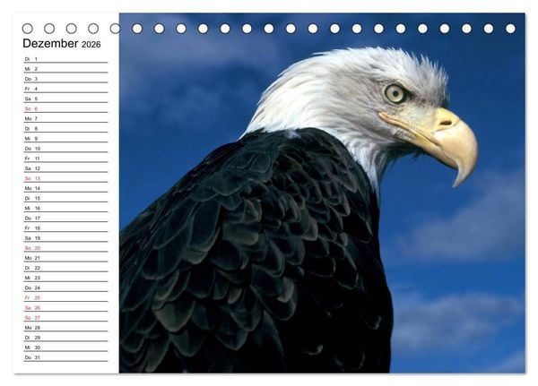 Produktbild: Wei&szlig;kopfseeadler. Symbol der Freiheit (Tischkalender 2026 DIN A5 quer), CALVENDO Monatskalender