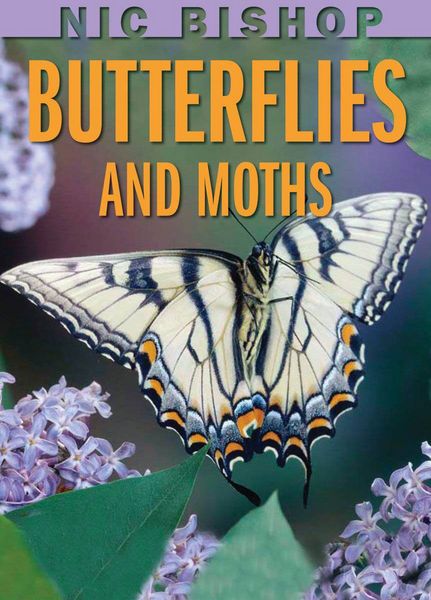 Produktbild: Nic Bishop: Butterflies and Moths