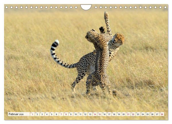 Produktbild: Faszinaton Afrika: Geparde (Wandkalender 2026 DIN A4 quer), CALVENDO Monatskalender