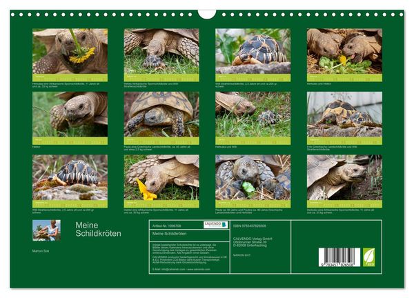 Produktbild: Meine Schildkr&ouml;ten (Wandkalender 2026 DIN A3 quer), CALVENDO Monatskalender