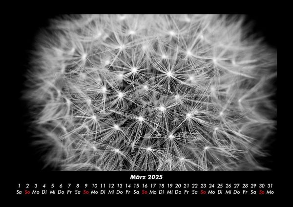 Produktbild: Blumentr&auml;ume 2025 Fotokalender DIN A3