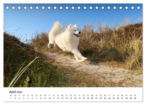 Produktbild: Ein Samojede am Meer (Tischkalender 2026 DIN A5 quer), CALVENDO Monatskalender