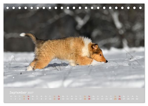 Produktbild: Collie Welpen im Schnee (Tischkalender 2027 DIN A5 quer), CALVENDO Monatskalender